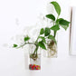 Wall-Mounted Glass Planters (2-Pack) - Simply Sorted