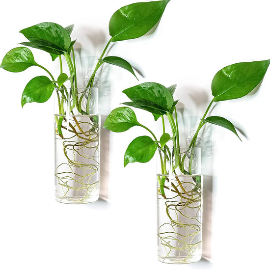 Wall-Mounted Glass Planters (2-Pack) - Simply Sorted